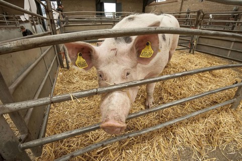 Domestic pig
