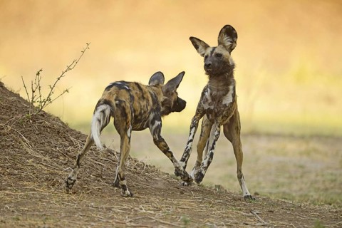African Wild Dog
