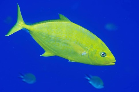 Golden-bodied Spiny Mackerel
