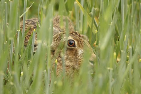 European hare