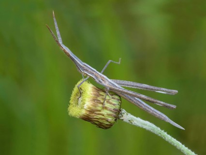 Truxalis hungaricus