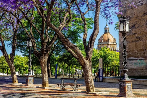 Square in front of the Alcazar with Jacaranda trees