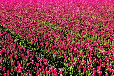 Flowering tulip fields