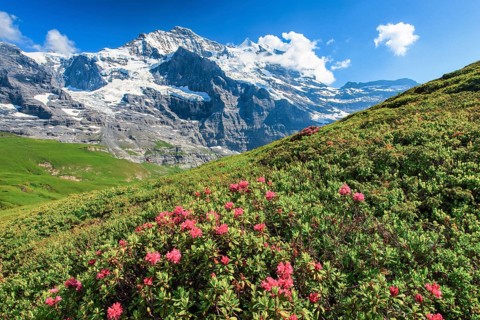 Jungfrau mit Alpenrosen
