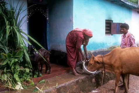 A tribal woman feeding the cow in Attapadi