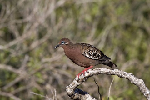 Galapagos dove