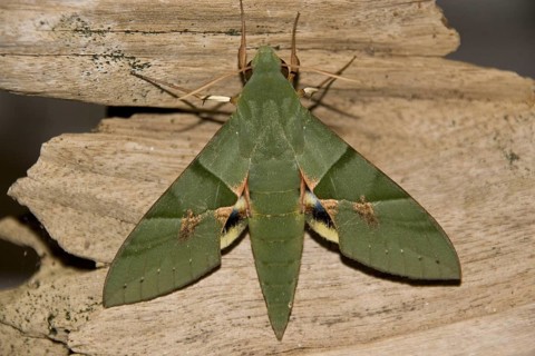 Insects