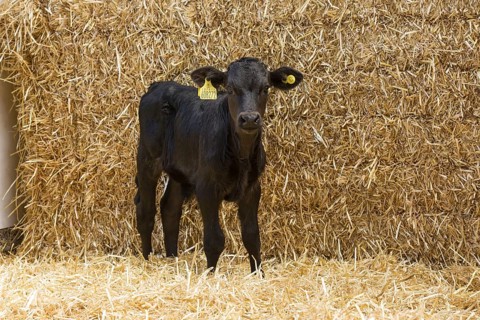 Aberdeen cattle