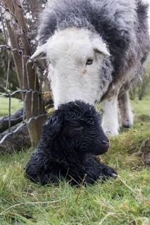 Herdwick sheep