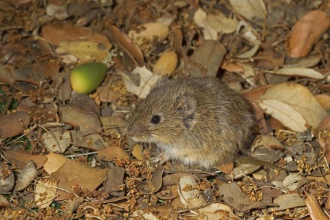Field Mouse