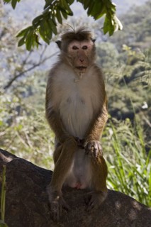 Ceylon Hat Monkey