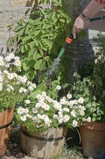 Watering garden flowers in containers with hosepipe