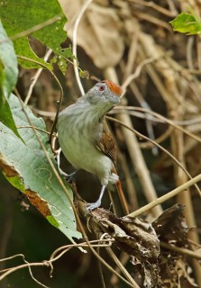 Rufous-crowned Babbler