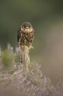Merlin