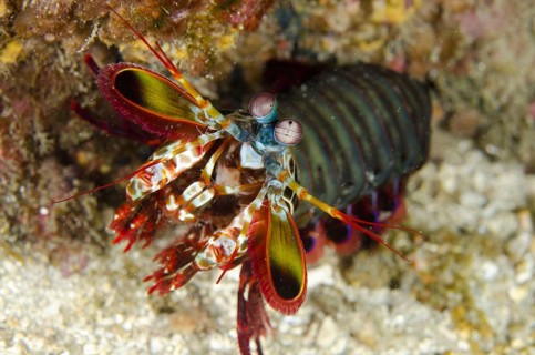 Clown mantis shrimp