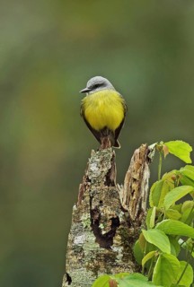 Adult Tropical Kingbird