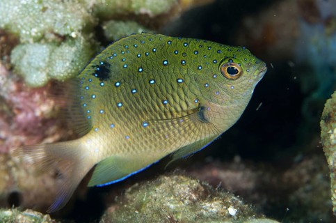 Whitespotted devil