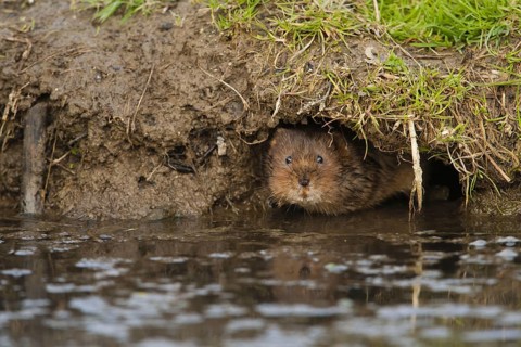 Eastern vole