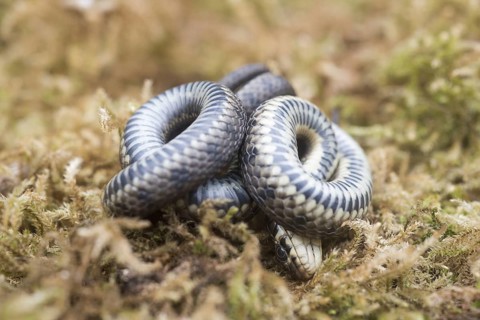 Grass snake