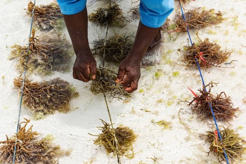 Hands tying red algae