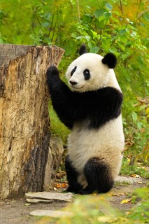 Giant Panda