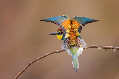 Bee-eater