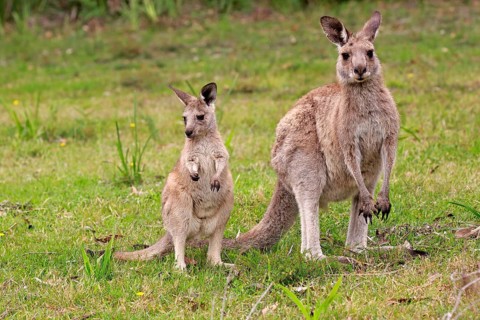 Eastern grey kangaroo