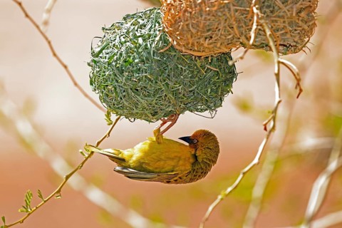 Cape Weaver
