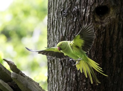 Rose-ringed Parakeet