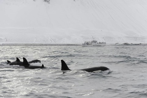 North Atlantic killer whale