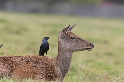 Red deer