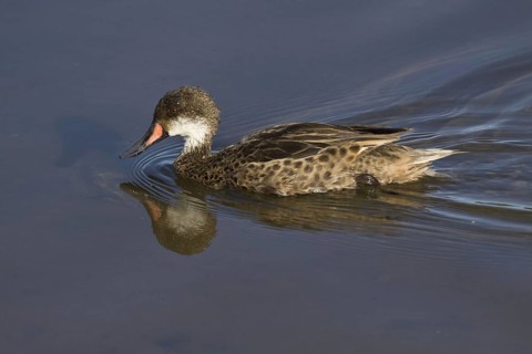 White-cheeked spintail