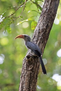 Malabar Grey Hornbill