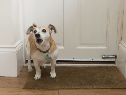 Jack Russell Terrier