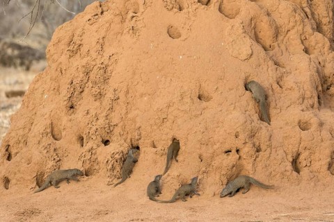 Southern Dwarf Mongoose