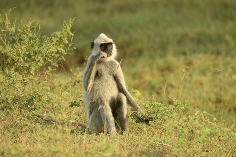 Tufted grey tufted gray langur
