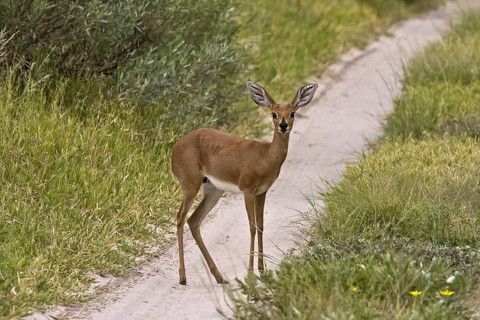 Steenbok