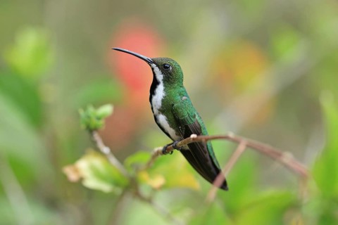 Black-throated Mango