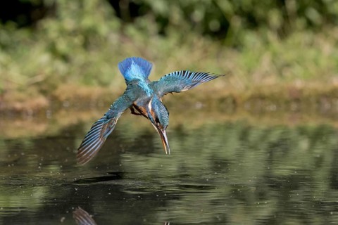 Common Kingfisher