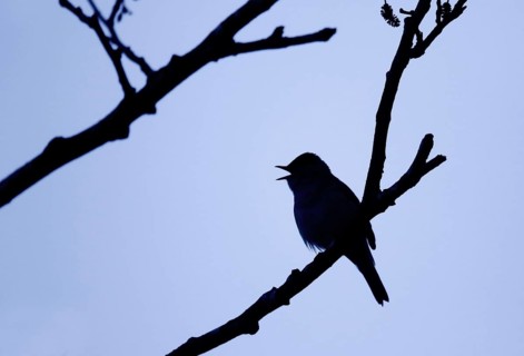 Blackcap