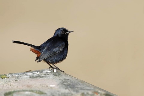Indian Robin