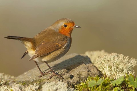 European Robin
