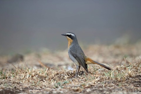 Cape Robin-chat