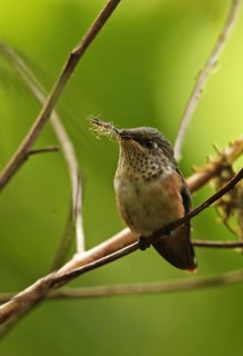 Wine-throated Hummingbird
