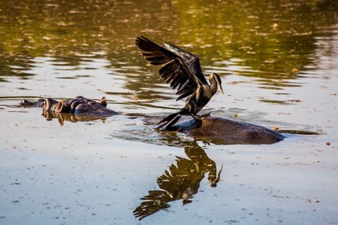 Hippo with cormorant