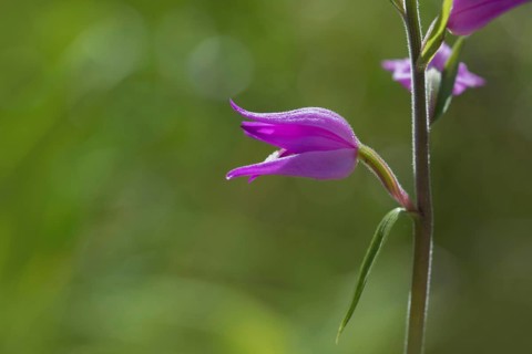 Rotes Waldvoeglein