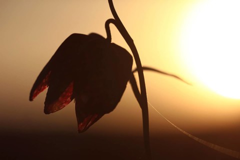 Silhouette of a snake's head fritillary