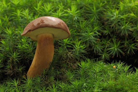 Chestnut boletus