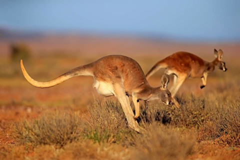 Red kangaroo