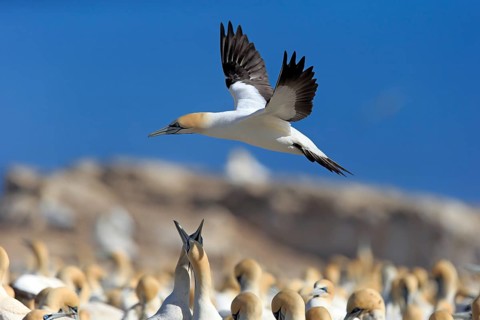 Cape Gannet